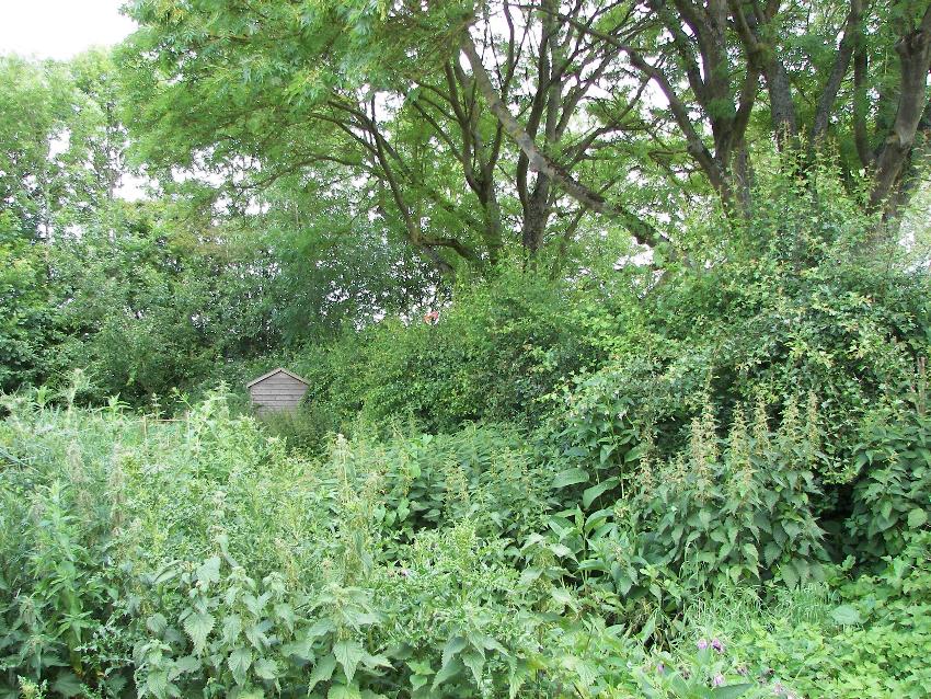 2. Spragglesea Mead Native Hedgerow (alongside park from gate to stream)