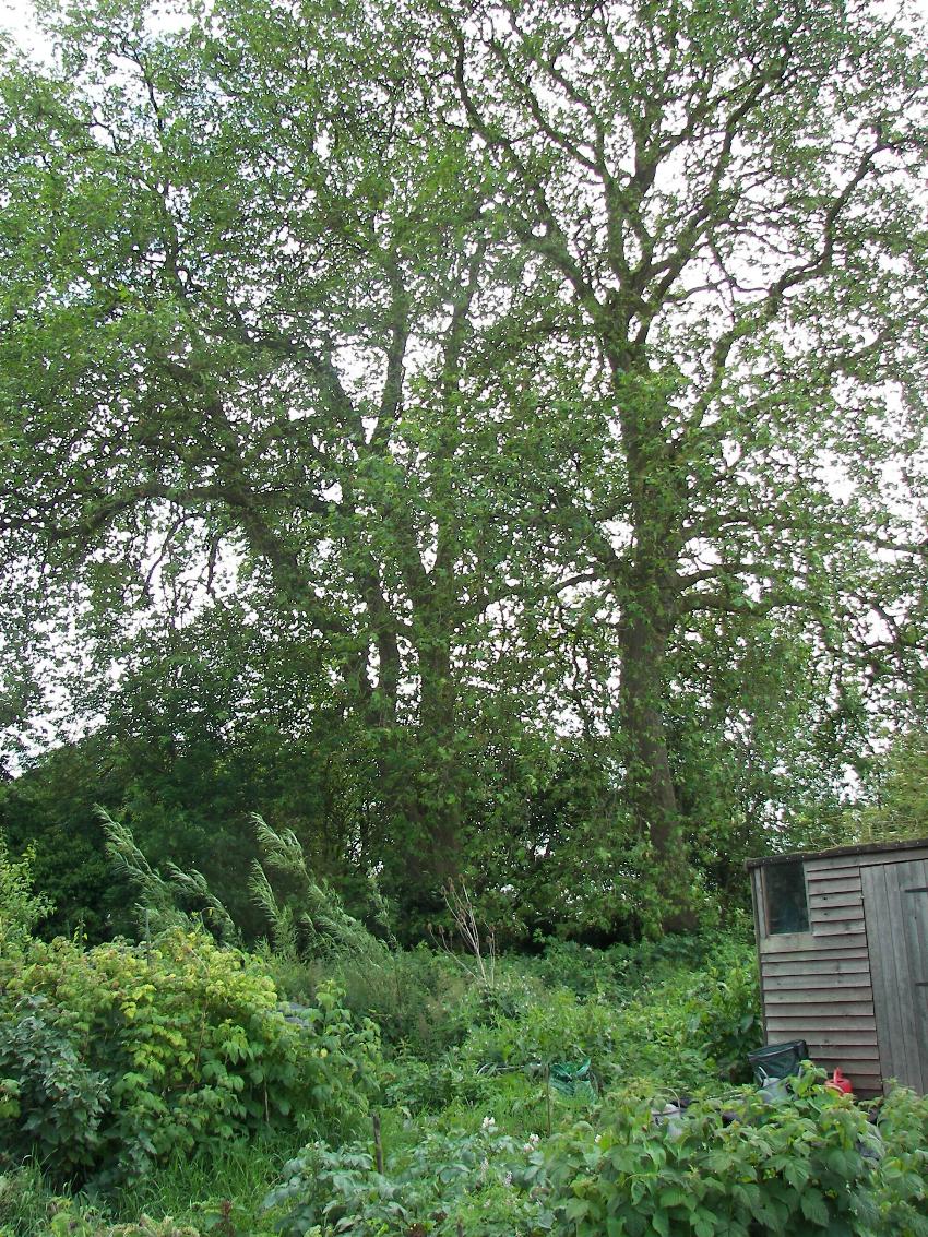 1. Spragglesea Mead Plane Trees (from plane trees to shed)