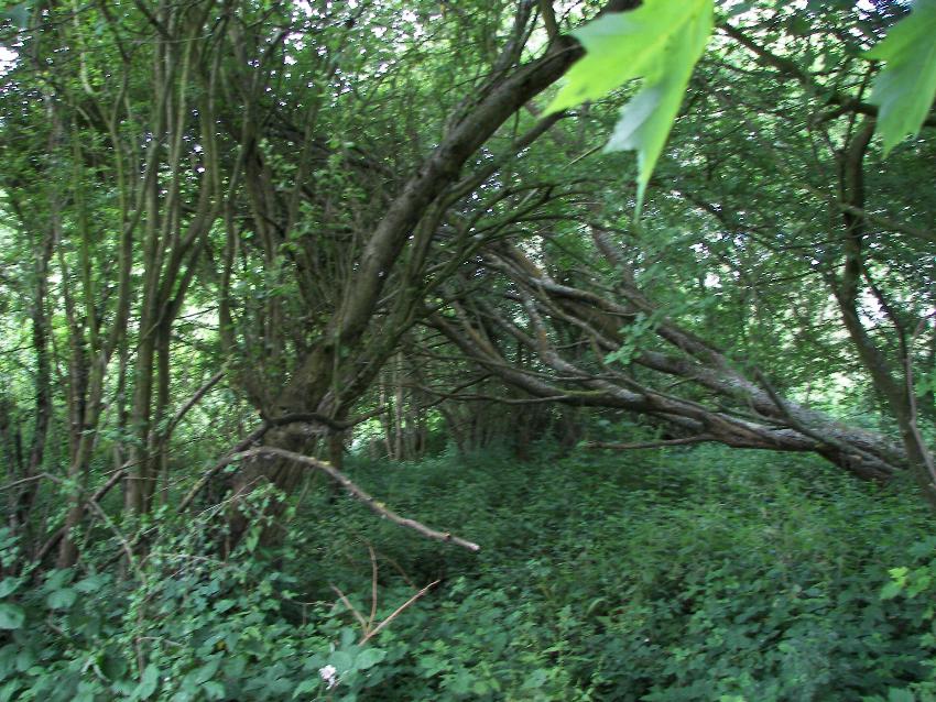 5. Deans Ham Woodland Area (on the East alongside the stream)