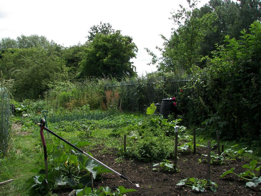 10. Deans Ham Bramble Boundary (on West alongside railway from the Wilderness to the shed)